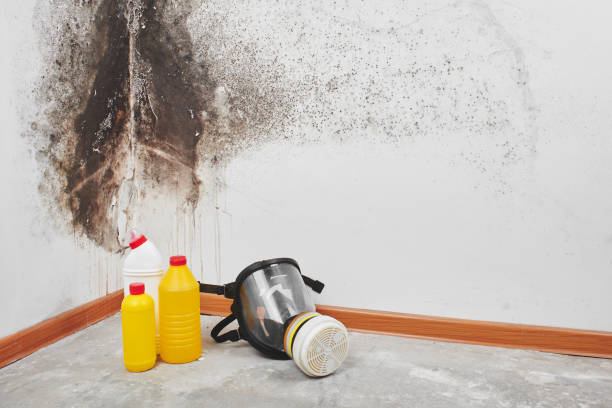 Best Local Mold Removal Service  in Castle Hills, TX