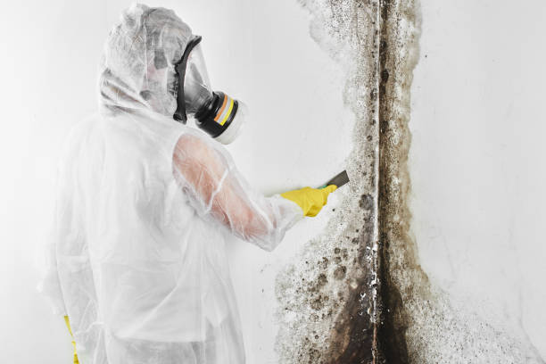 Best Residential Mold Removal  in Castle Hills, TX
