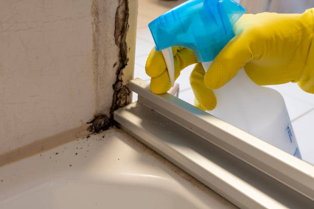 Best Best Mold Removal Companies  in Castle Hills, TX