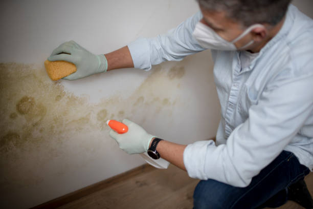Best Mold Damage Repair  in Castle Hills, TX