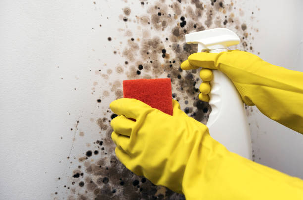 Best Office Mold Removal Services  in Castle Hills, TX