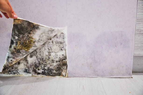 Castle Hills, TX Mold Removal Company